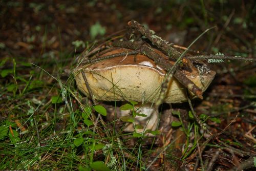 fungus cep forest