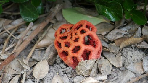 fungus red mushroom mushroom