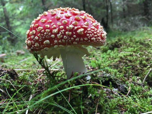 fungus toadstool nature