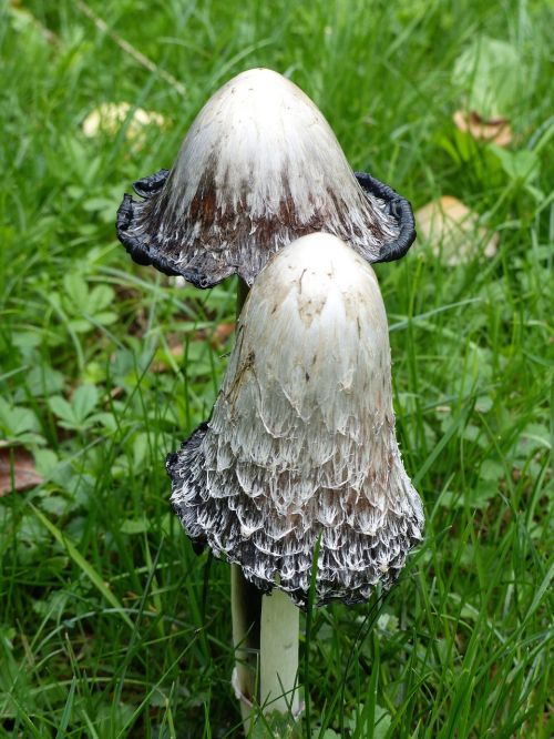 fungus nature undergrowth