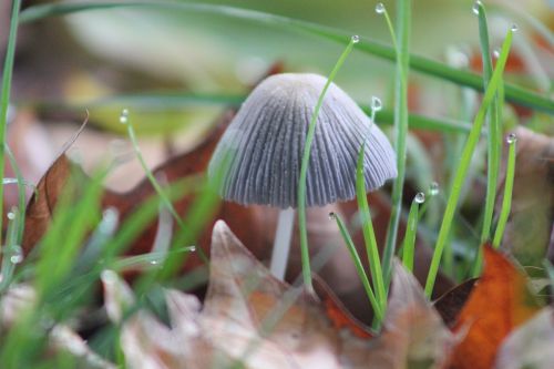 fungus soil fall