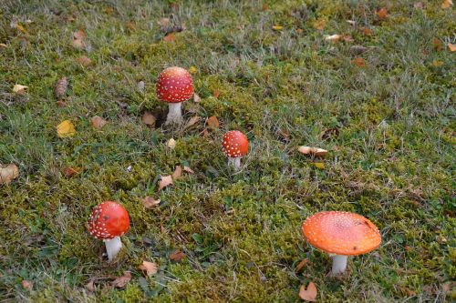 fungus grass nature