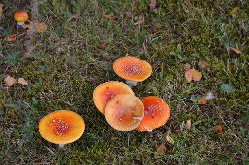 fungus grass nature