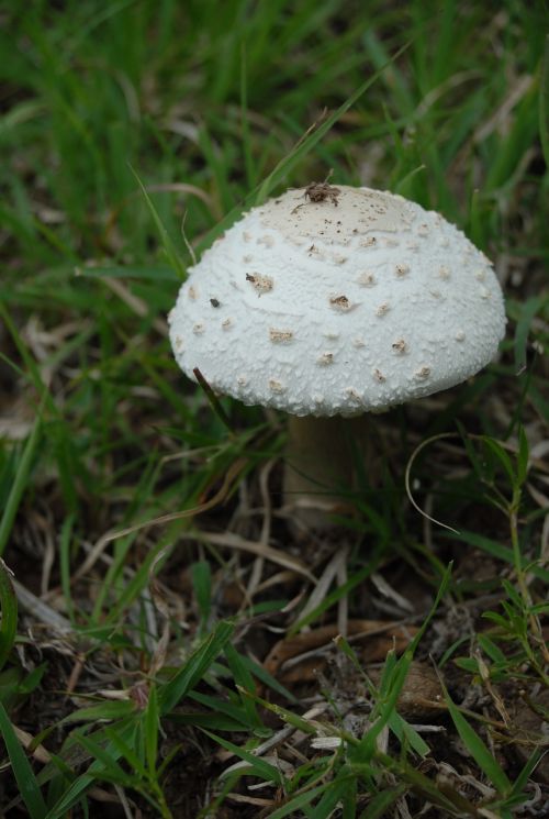 fungus edible nature