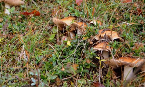 fungus prato grass