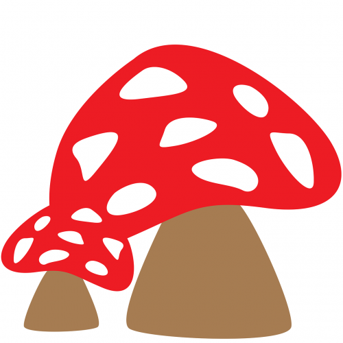 fungus mushrooms tree fungus