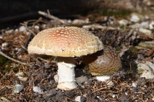 fungus amanita muscaria amanitas