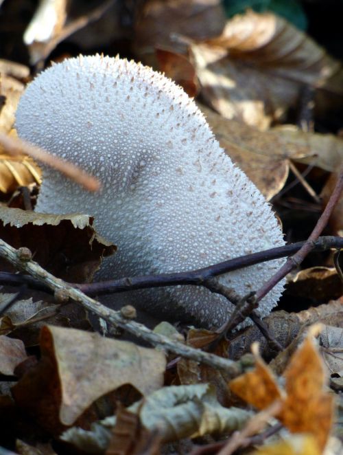 fungus fall white