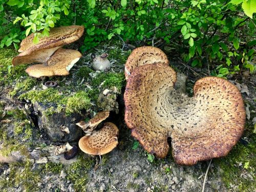 fungus mushroom boletus