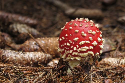 fungus amanita muscaria forest