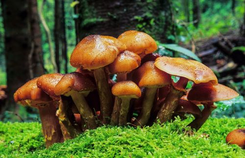 fungus mushroom boletus