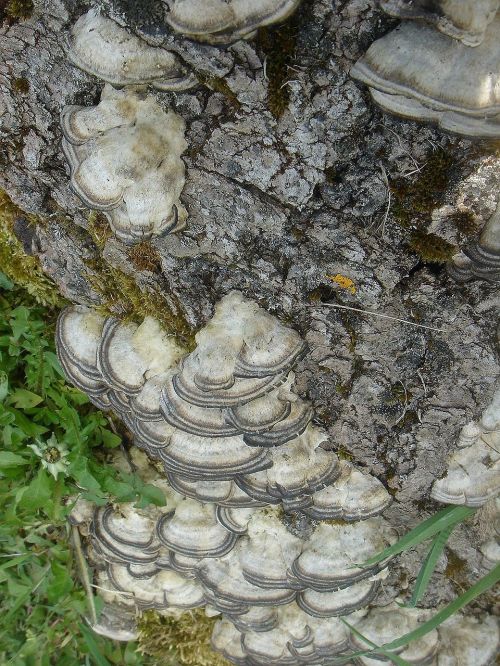 fungus stump polypore