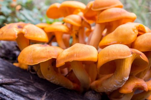 fungus mushroom fall