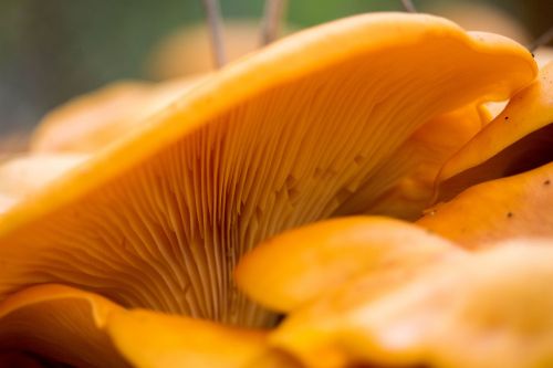 fungus nature mushroom