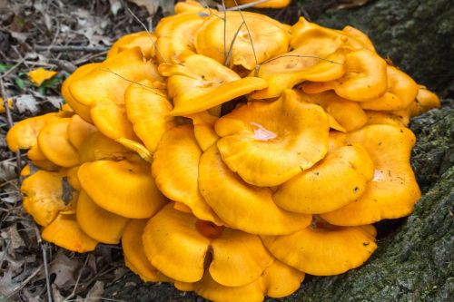 fungus fall mushroom