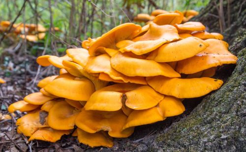 fungus fall wood