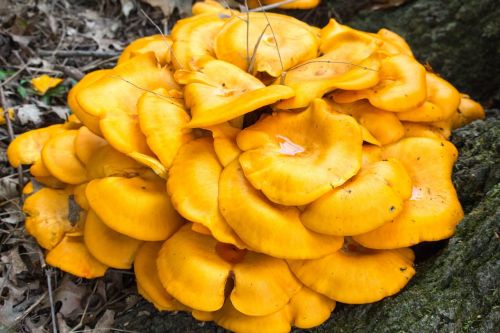 fungus fall mushroom