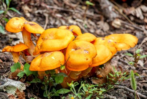 fungus fall mushroom