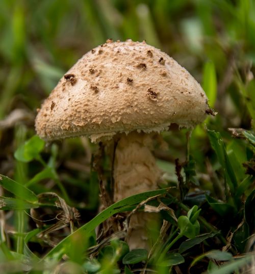 fungus mushroom toadstool