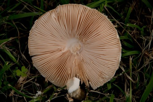 fungus  mushroom  toadstool