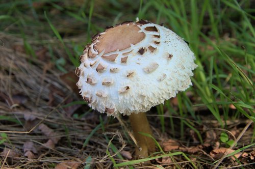 fungus  nature