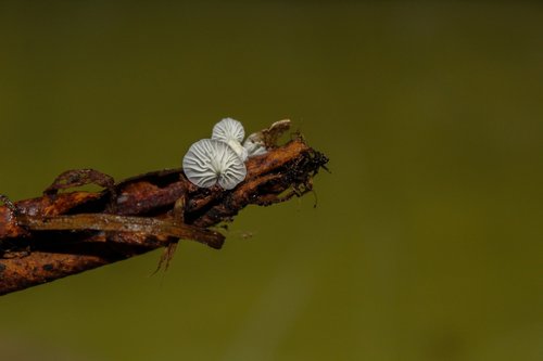 fungus  plant  nature