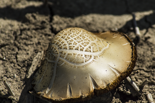 fungus  nature  poisonous mushroom