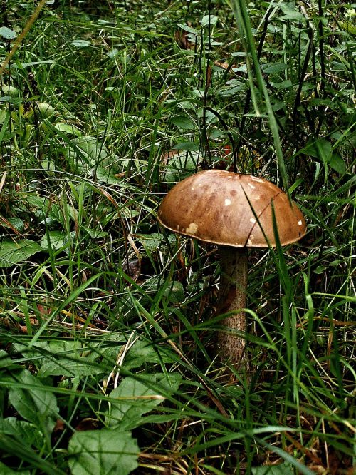 fungus brown cap boletus grass