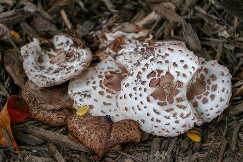 fungus  mushroom  nature