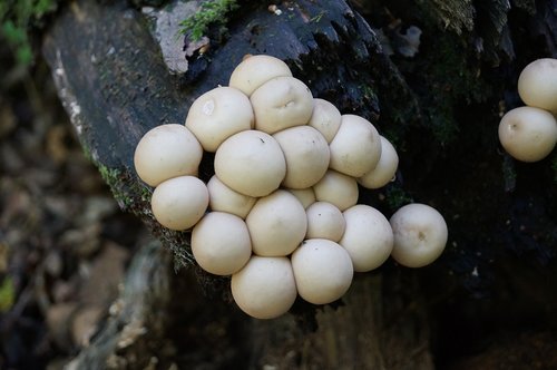 fungus  woods  mushroom
