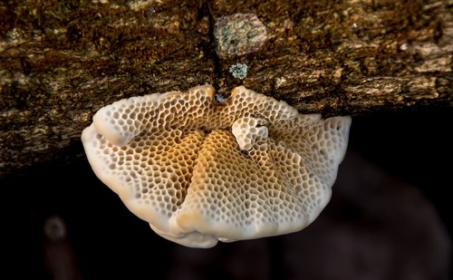 fungus  cream  brown