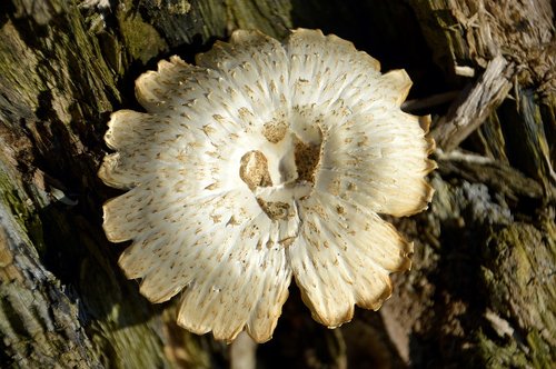 fungus  form  wood