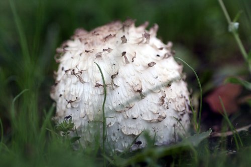 fungus  coprin  nature