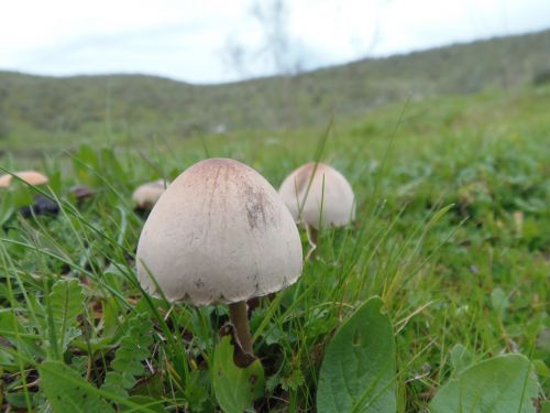 fungus mushrooms forest