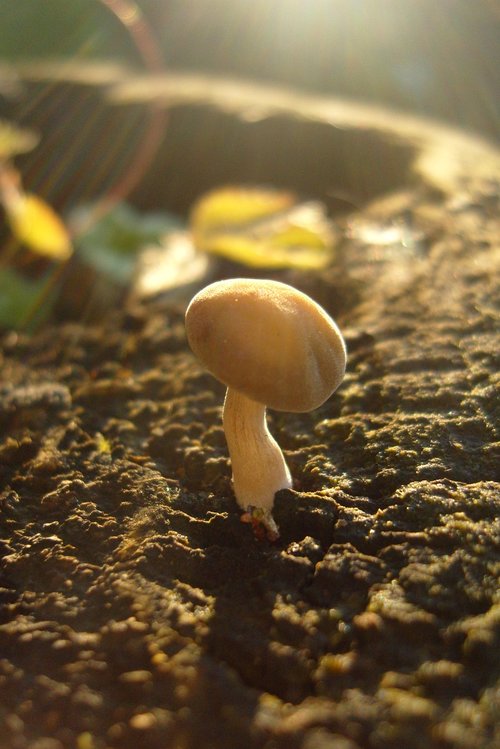 fungus  mushroom  sunlight