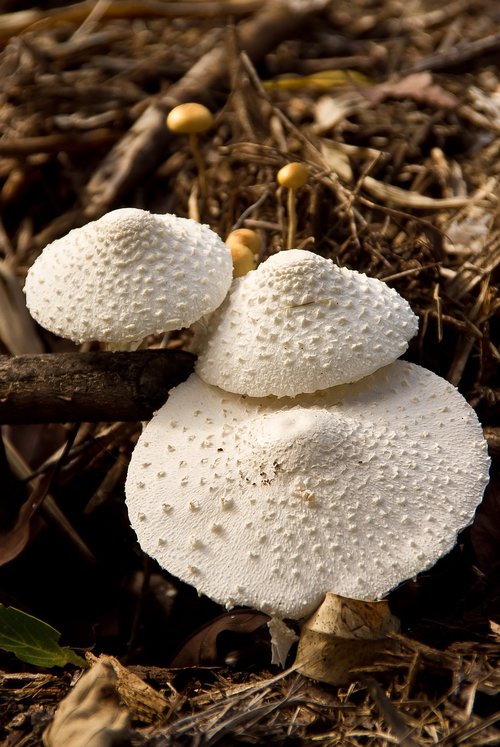 fungus  mushrooms  toadstools
