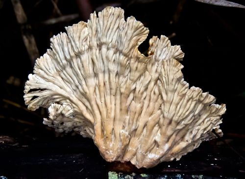 fungus white fan-shape