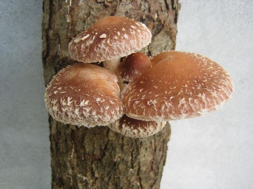 fungus shii-take mushroom