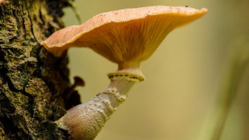 fungus tree nature