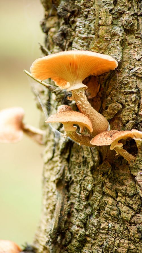 fungus tree bark