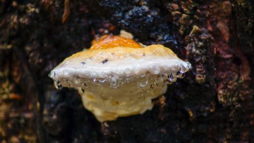 fungus tree bark
