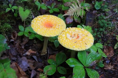 fungus wood nature