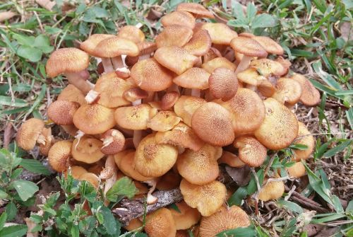 honey fungus fungus fungi