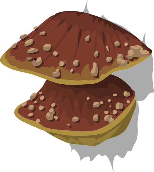 fungus fungal mushroom