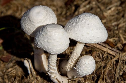 fungus white mushroom
