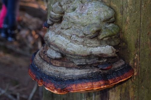 fungus tree fungus forest