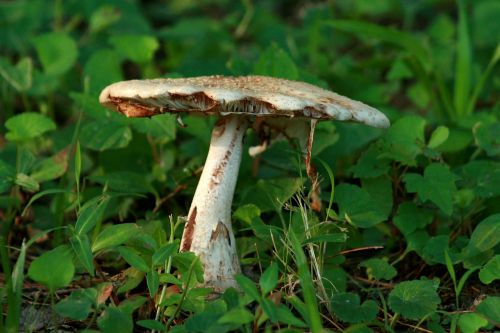 fungus fungi toadstool