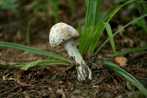 fungus fungi white