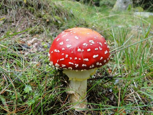 fungus nature forest mushrooms