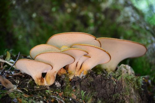 fungus callampa mushrooms